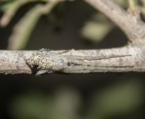 Tmarus sp.