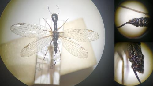 Phaeostigma notatum