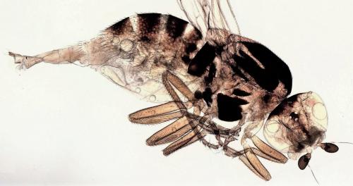 Thaumatomyia notata