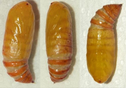 Noctua pronuba