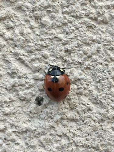 Coccinella septempunctata