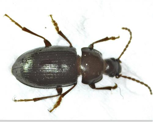Nalassus laevioctostriatus