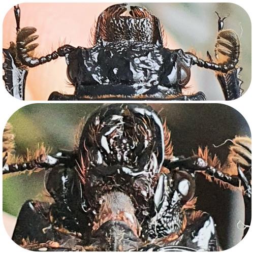 Pertinax sp.