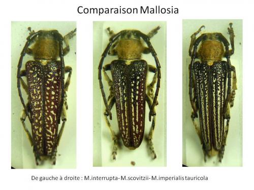 Réf. 275 619 : Mallosia sp.