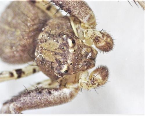 Xysticus sp.