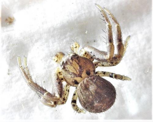 Xysticus sp.