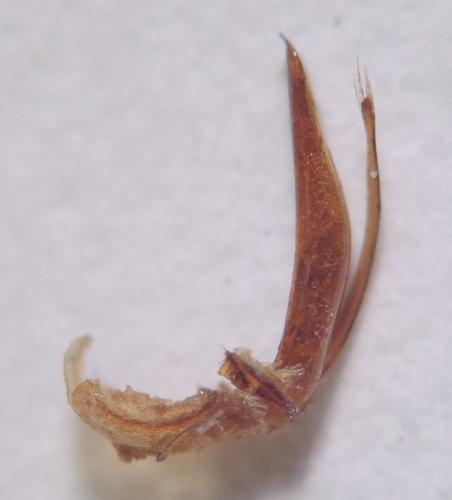 Réf. 275 256 : Donacia apricans