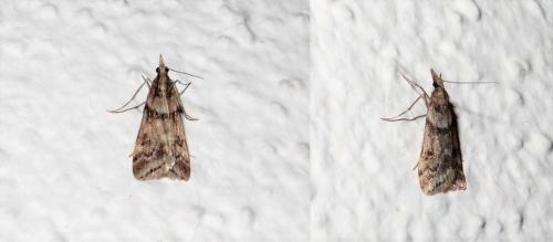 Eudonia angustea