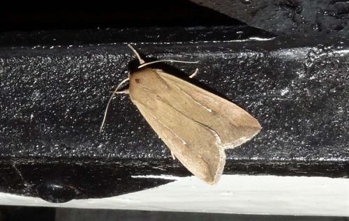 Réf. 275 365 : Mythimna unipuncta