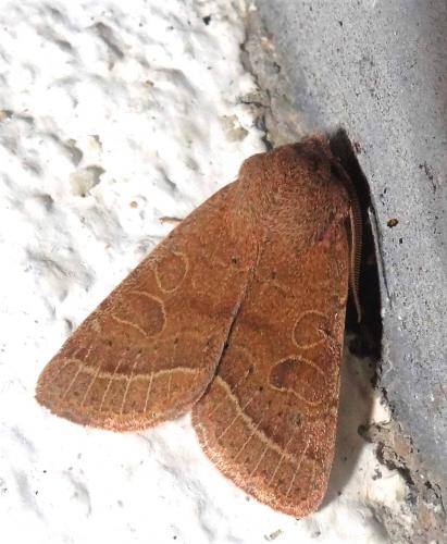 Orthosia cerasi