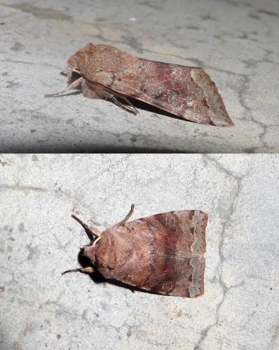 Réf. 275 348 : Orthosia incerta