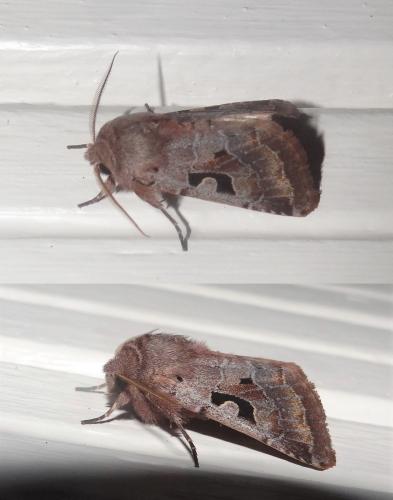 Réf. 275 611 : Orthosia gothica