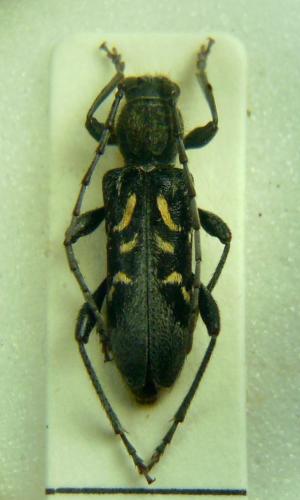 Anaglyptus luteofasciatus
