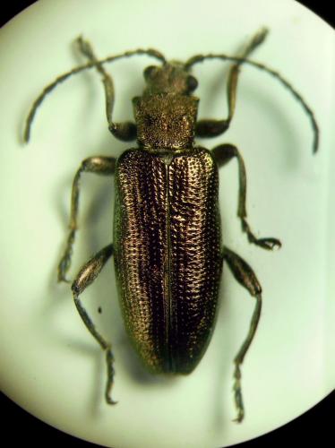 Donacia apricans