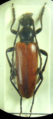 Vadonia instigmata