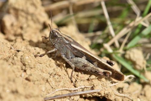 Réf. 275 628 : Aiolopus strepens