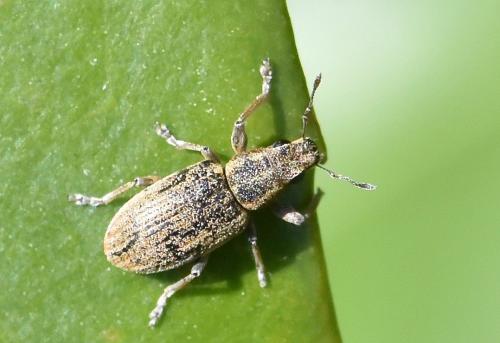 Réf. 275 459 : Sitona sp.