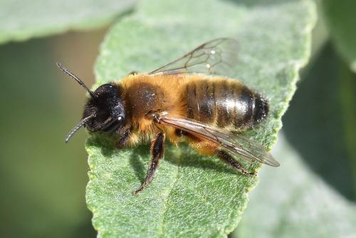 Réf. 275 957 : Andrena nigroaenea