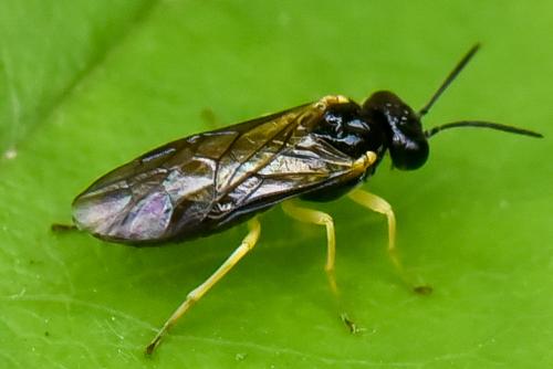 Réf. 275 096 : Aneugmenus sp.