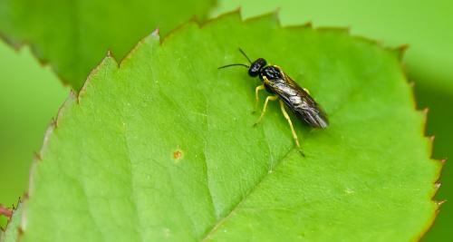 Réf. 275 094 : Aneugmenus sp.