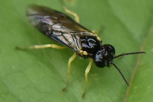 Réf. 275 159 : Aneugmenus sp.