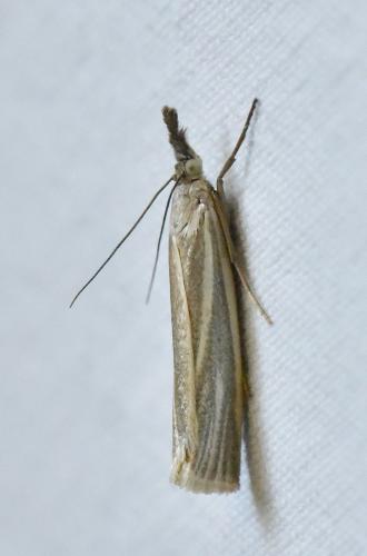 Réf. 275 100 : Crambus perlella
