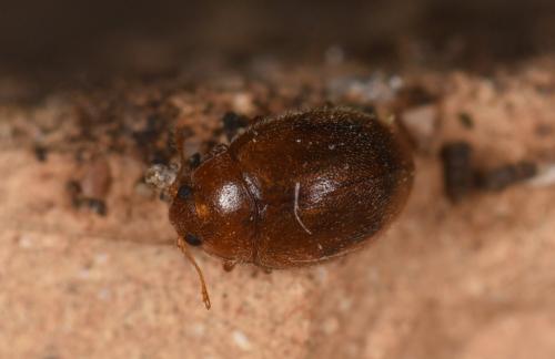 Rhyzobius litura