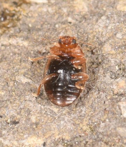Rhyzobius litura