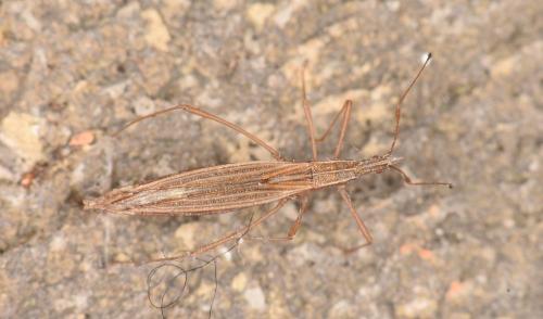 Berytinus clavipes