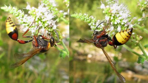 Réf. 275 893 : Delta unguiculatum