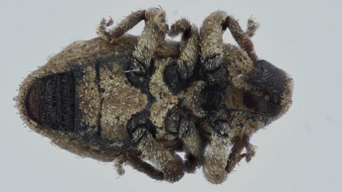 Réf. 275 332 : Dichromacalles diocletianus