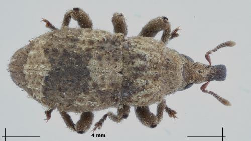 Dichromacalles diocletianus