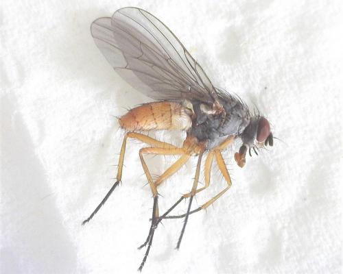 Réf. 275 965 : Pegomya sp.