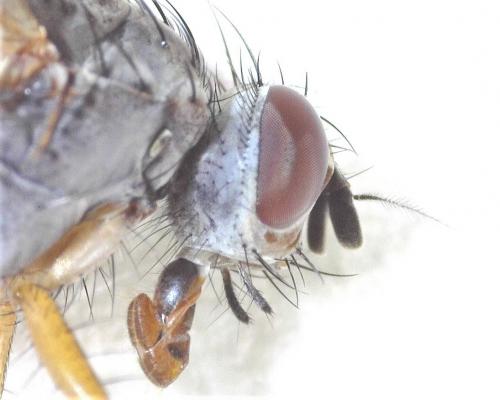 Pegomya sp.
