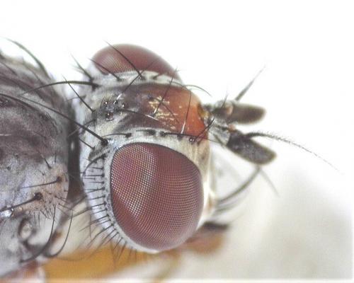 Pegomya sp.