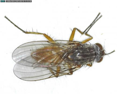 Réf. 275 972 : Pegomya sp.