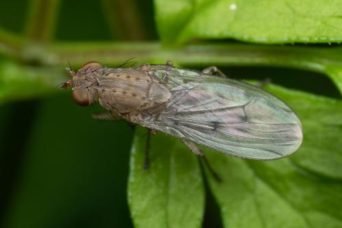 Réf. 275 419 : Suillia variegata