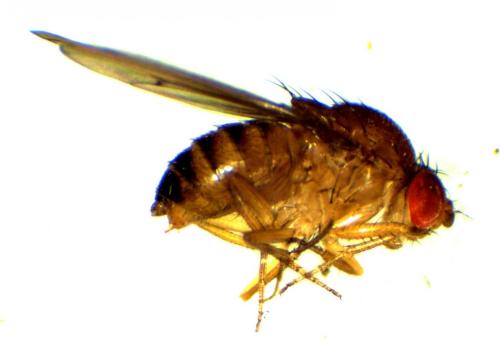 Drosophila immigrans
