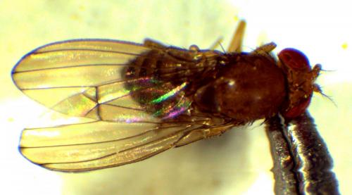 Drosophila immigrans