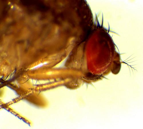 Drosophila immigrans