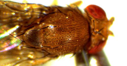Drosophila immigrans