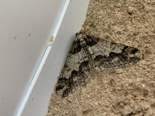 Agriopis leucophaearia
