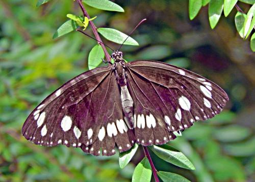 Réf. 275 827 : Euploea core corinna
