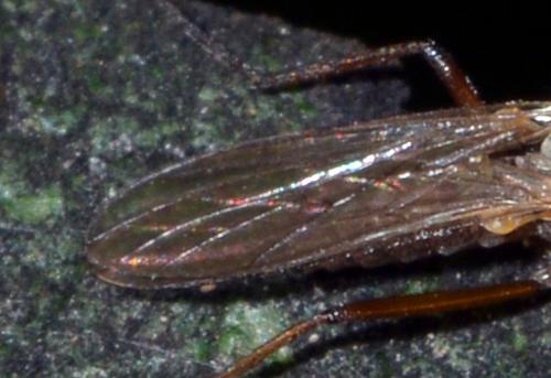 Réf. 275 342 : Rhamphomyia variabilis