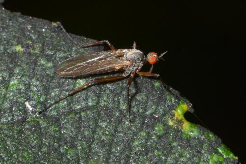 Réf. 275 305 : Rhamphomyia variabilis