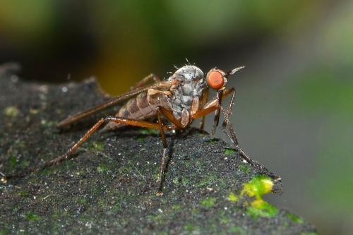 Réf. 275 306 : Rhamphomyia variabilis