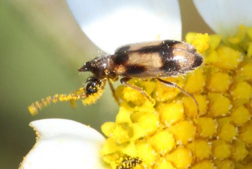 Notoxus sp.