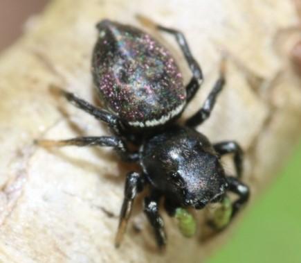 Réf. 275 590 : Heliophanus sp.