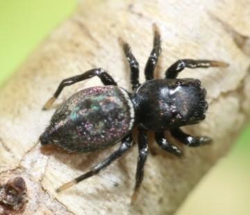 Réf. 275 591 : Heliophanus sp.