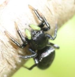 Heliophanus sp.